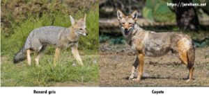 Différences entre le renard et le coyote