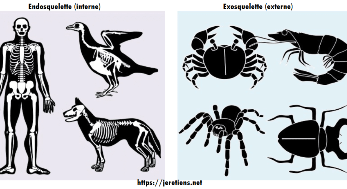 Скелет насекомых. Членистоногие. Внешний скелет насекомых. Экзоскелет у животных примеры.