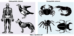 Endosquelette exosquelette différence et définition