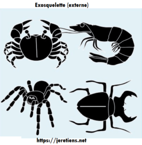 Exemples d'exosquelettes chez les animaux