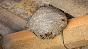 Eliminer nid de guêpes sous un toit