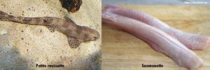 Différence entre la petite roussette et la saumonette