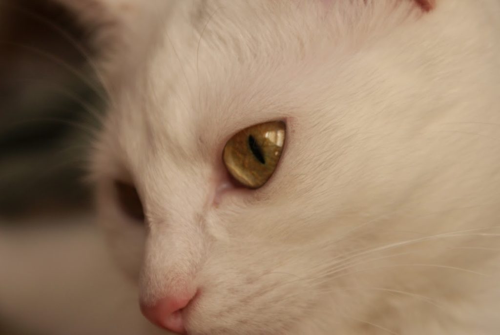 Regard chat blanc, portrait chat blanc photographie de près