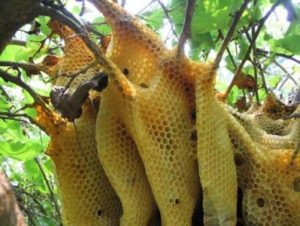 Ruche abeilles nature alvéoles miel gelée royale