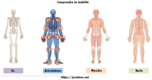 Schéma corps humain homme os muscles nerfs articulations