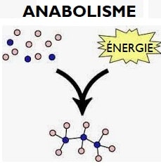 Schéma anabolisme simplifié différence catabolisme réaction chimique créé des molécules complexes