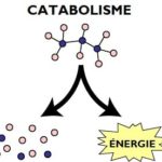 schéma catabolisme simplifié métabolisme anabolisme destruction molécules