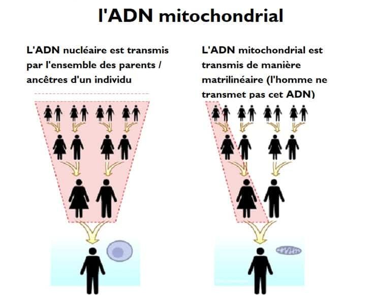 Schéma ADN mitochondrial ADN nucléaire transmission parents mère père matrilinéaire