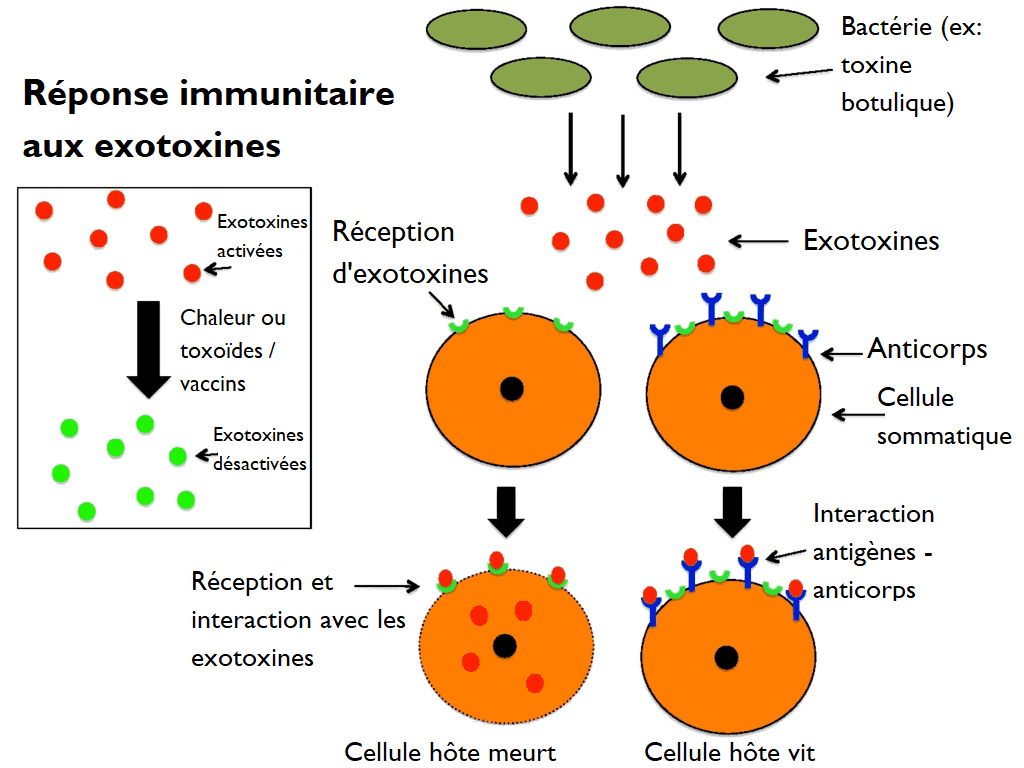 Schéma exotoxine bactérie réponse immunitaire destruction cellule anticorps antigènes toxoïdes
