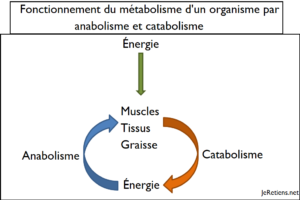 Métabolisme catabolique catabolisme anabolisme anabolisants réactions construction destruction molécules processus différence schéma