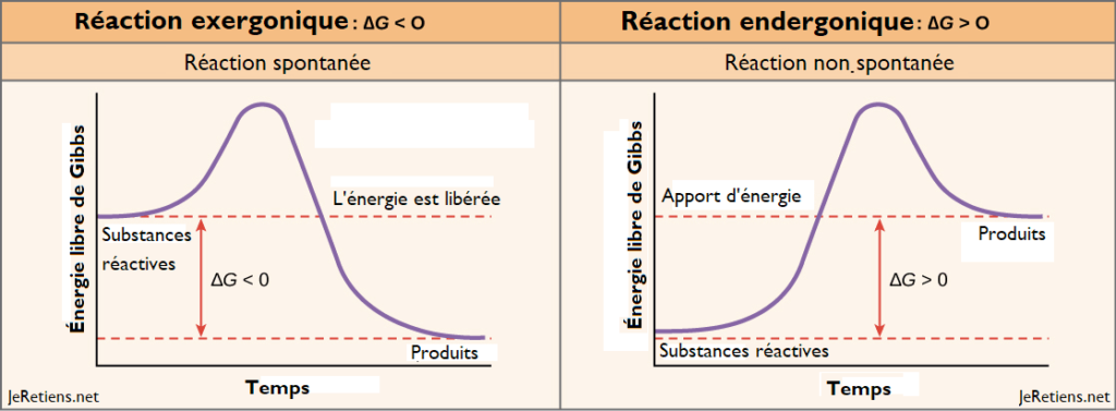 Différence entre les réactions endergoniques et exergoniques, énergie libre de gibbs, réactions spontanées et non spontanées