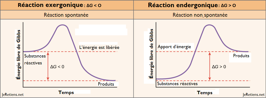 Différence entre les réactions endergoniques et exergoniques, énergie libre de gibbs, réactions spontanées et non spontanées