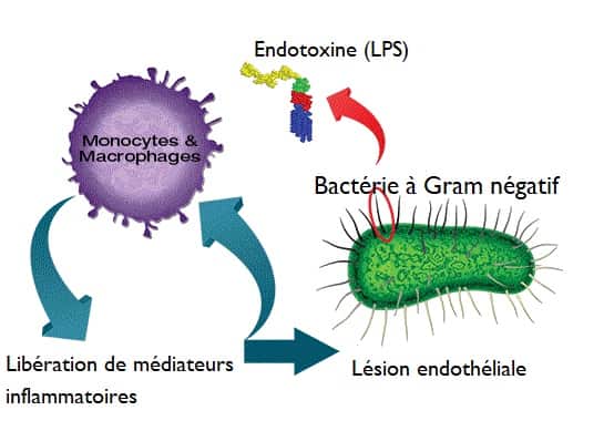 Schéma endotoxine gram négatif cellule paroi externe