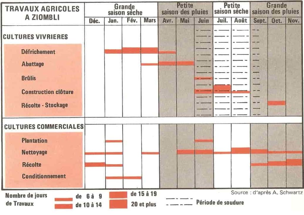 Calendrier agricole des cultures vivrières et commerciales du village de Ziombli en Côte d'Ivoire. Il permet d'analyser les tâches occupées par les paysans durant l'année