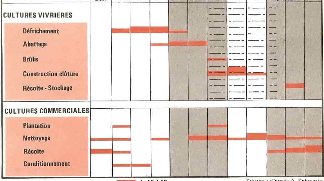 Calendrier agricole des cultures vivrières et commerciales du village de Ziombli en Côte d'Ivoire. Il permet d'analyser les tâches occupées par les paysans durant l'année