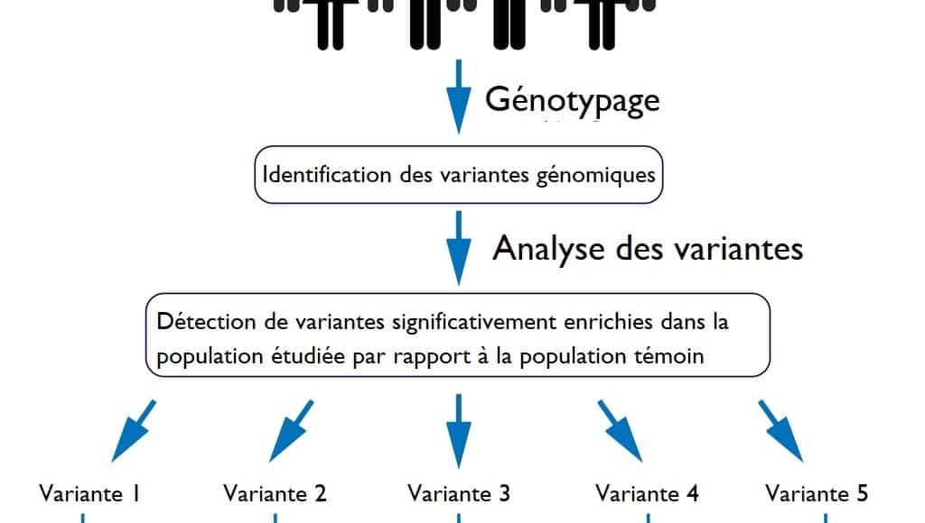 Génotype vers phénotype schéma simple