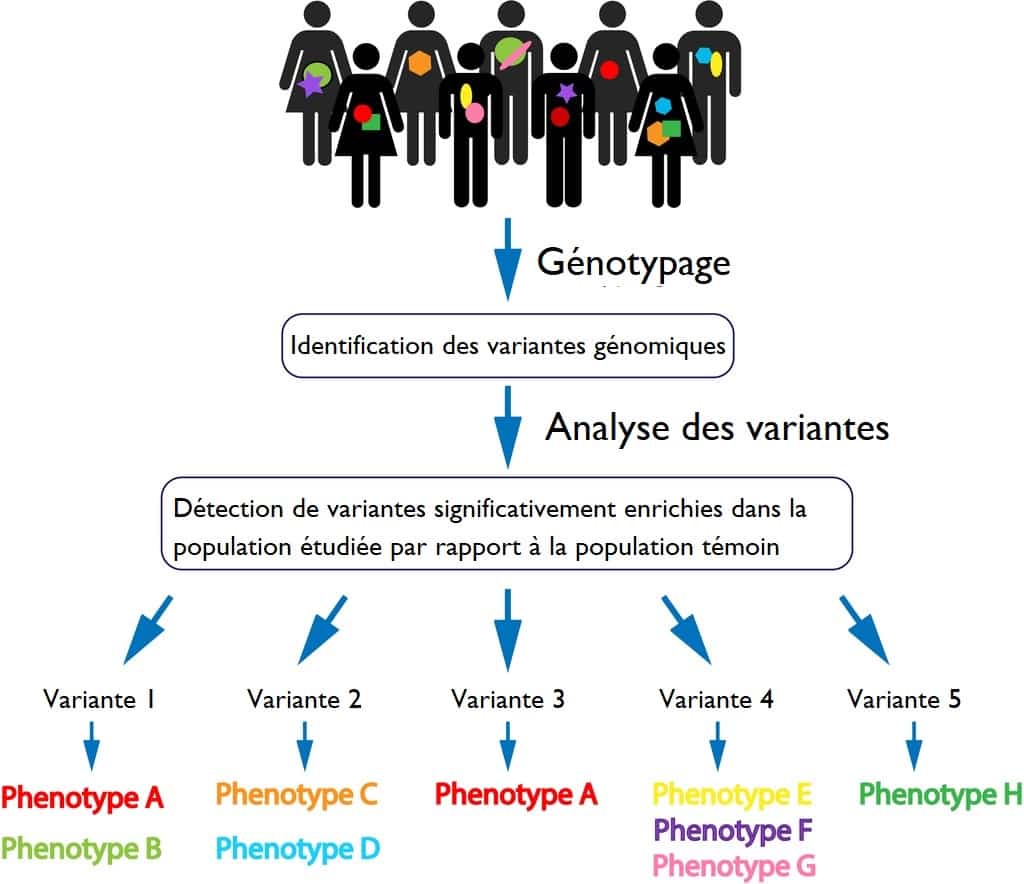 Génotype vers phénotype schéma simple