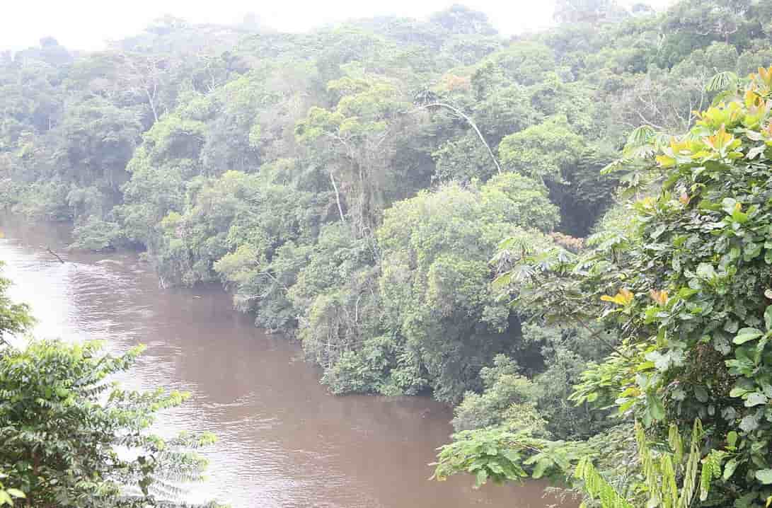 Une jungle impénétrable sur les bords d'une rivière au Cameroun.