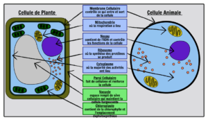 Schéma comparatif d'une coupe d'une cellule végétale (à gauche) et d'une cellule animale (à droite)
