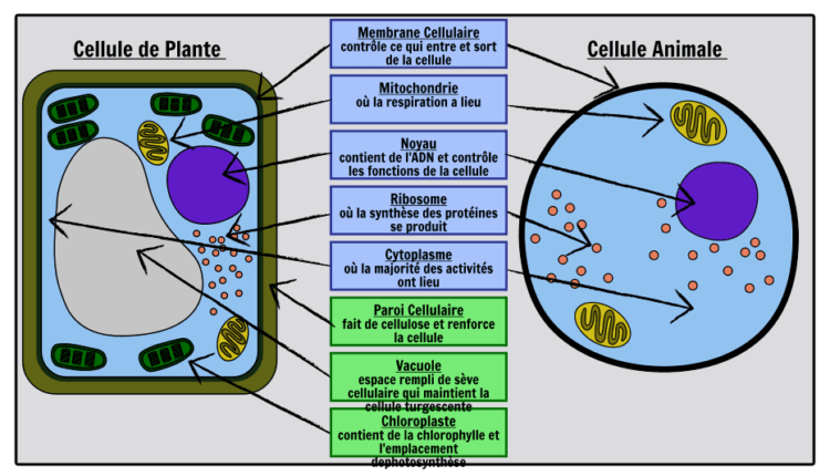 schéma_comparatif_cellule_animale_végétale_différence