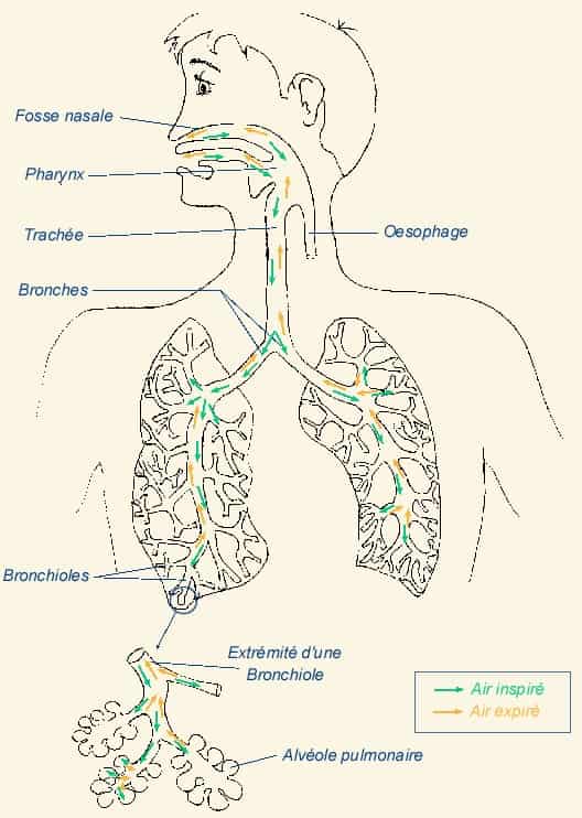 Schéma de la respiration et de son fonctionnement chez l'homme