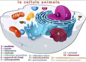 Schéma de la structure coupe d'une cellule animale.