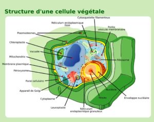Schéma de la structure d'une cellule végétale, coupe d'une cellule végétale