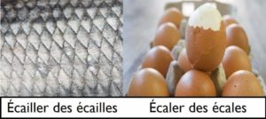 Écailler ou écaler un œuf ? Différence entre les verbes écailler et écaler et définitions