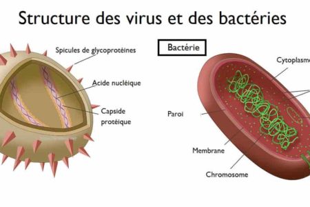 نتيجة بحث الصور عن virus vs bacterie