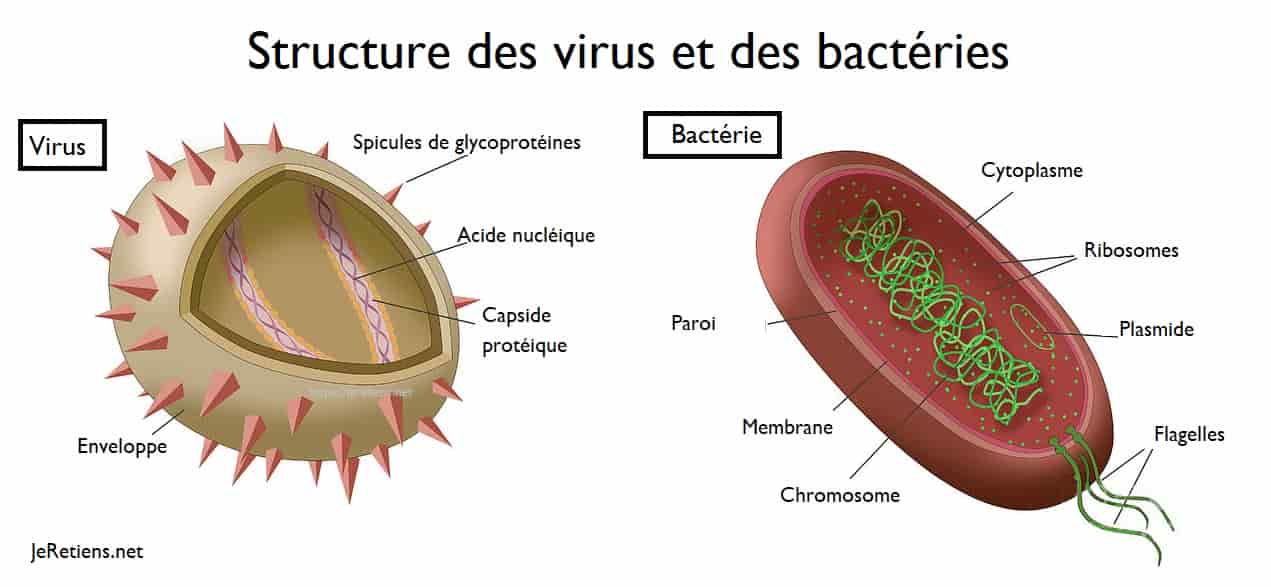 bacterie of virus gastric cancer under 30