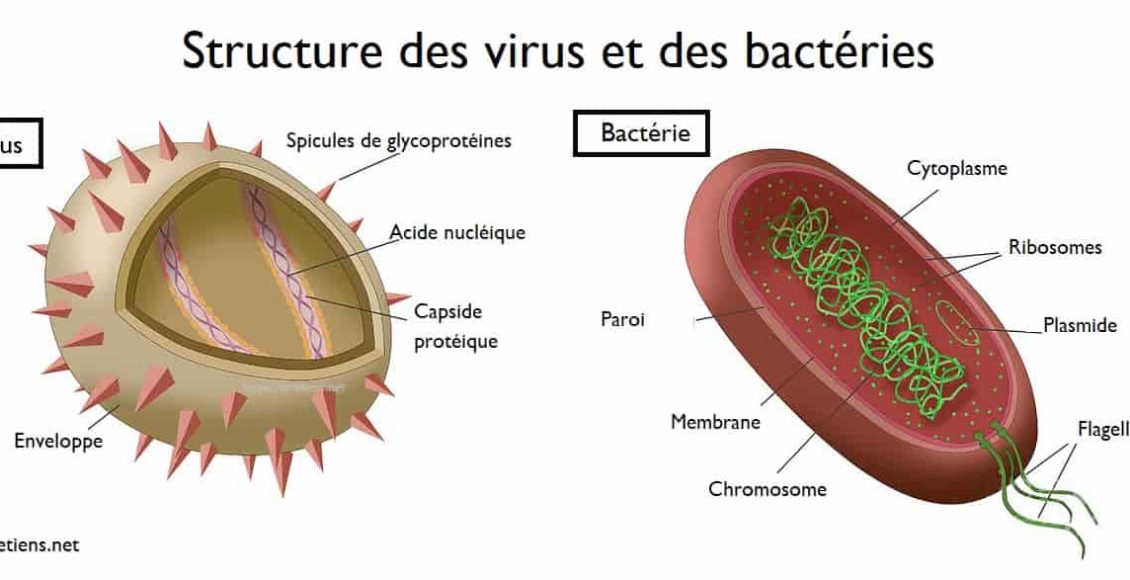 Quelle différence entre virus et bactérie