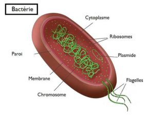 Structure d'une bactérie caractérise par sa paroi, sa membrane, la présence de cytoplasme, de plasmide, de ribosomes et de flagelles.