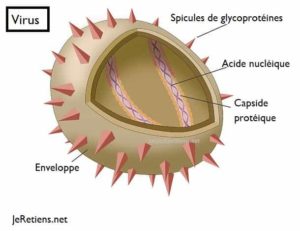Structure interne d'un virus, caractérisée par son enveloppe et ses spicules, la présence d'acide nucléique et de capsides protéiques.