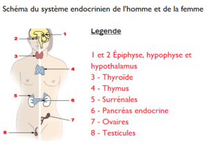 Schéma du système endocrinien chez l'homme et chez la femme.