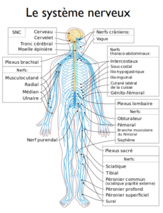 Schéma de tous les nerfs du corps humain.