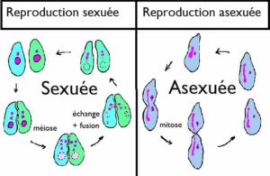Schéma exposant la différence entre la reproduction sexuée et la reproduction asexuée.
