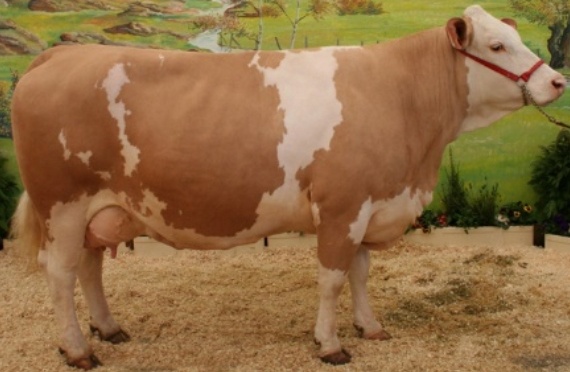 Sclère peau de vache marron foncé rougeâtre 2012105 genarbt Différentes Tailles 