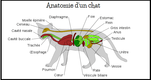 Anatomie du chat