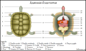 Système digestif de la tortue