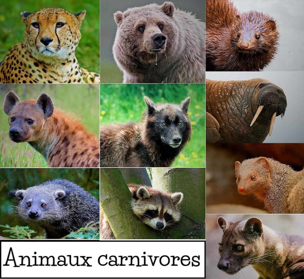 Exemples d'animaux carnivores