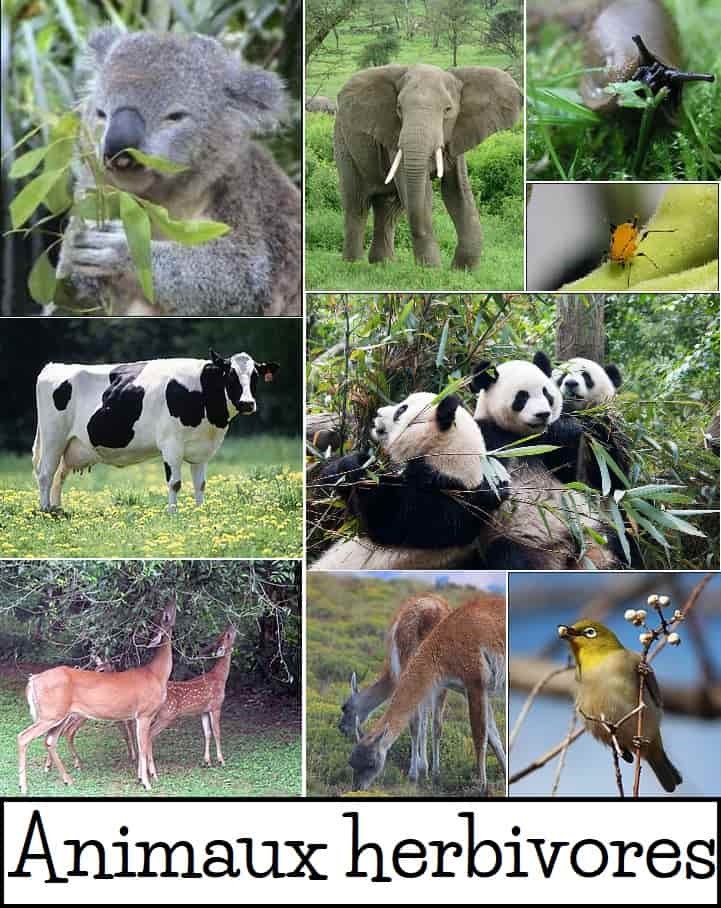 Exemples d'animaux herbivores