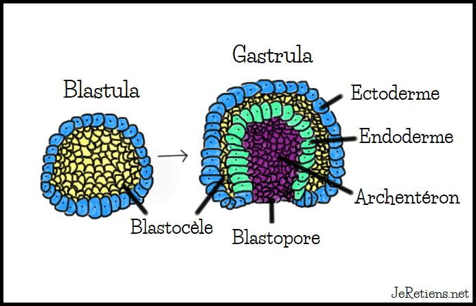 Schéma de la blastula et de la gastrula