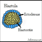 Schéma de la blastula