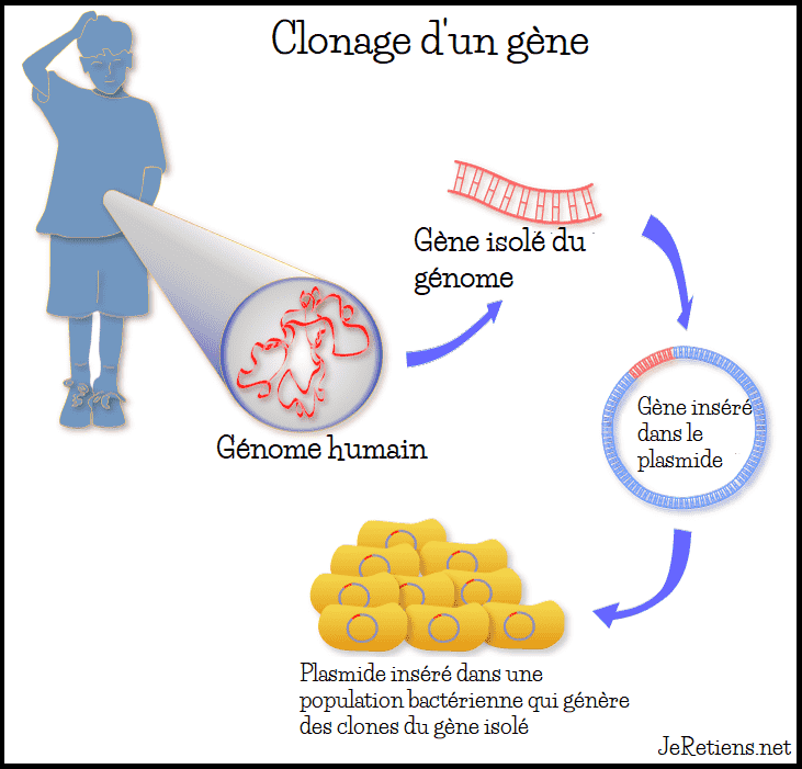 Clonage du génome humain