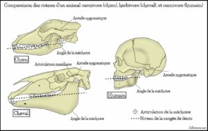 Schéma crâne différence omnivore herbivore carnivore