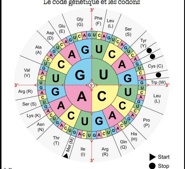Génome humain code génétique de l'ADN et ARN
