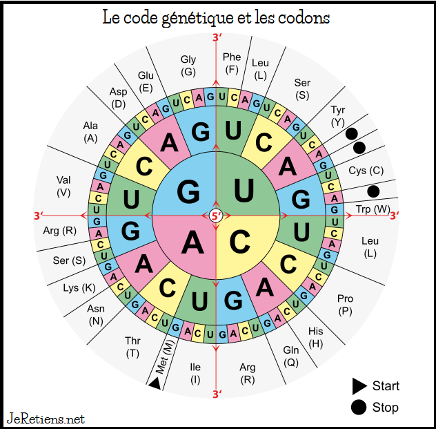 Le Code G n tique Comment Les Cellules Lisent L ADN