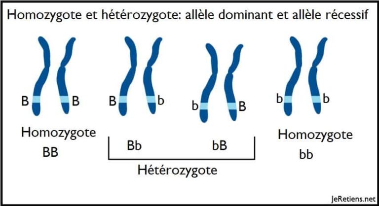 Différence entre homozygote et hétérozygote