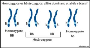 Schéma simple hétérozygote homozygote allèle dominant récessif chromosome et gène