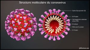 Composants internes du Coronavirus